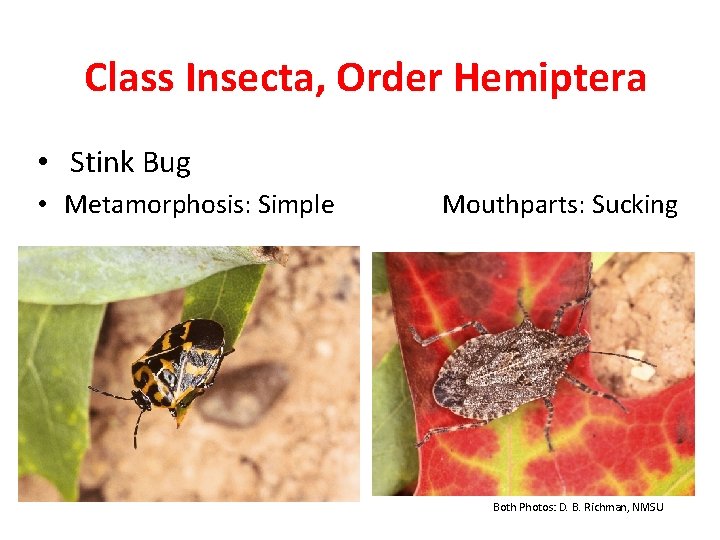 Class Insecta, Order Hemiptera • Stink Bug • Metamorphosis: Simple Mouthparts: Sucking Both Photos: