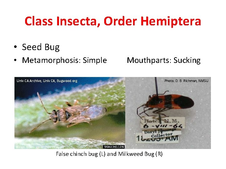 Class Insecta, Order Hemiptera • Seed Bug • Metamorphosis: Simple Mouthparts: Sucking Univ CA