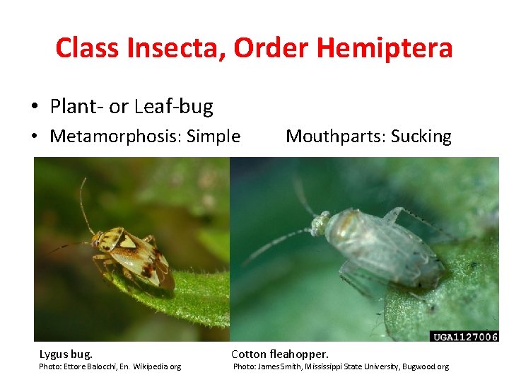 Class Insecta, Order Hemiptera • Plant- or Leaf-bug • Metamorphosis: Simple Lygus bug. Photo: