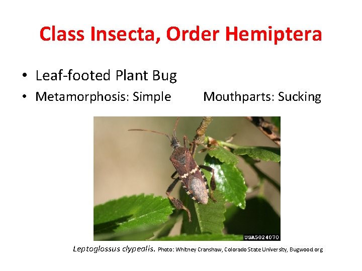 Class Insecta, Order Hemiptera • Leaf-footed Plant Bug • Metamorphosis: Simple Mouthparts: Sucking Leptoglossus