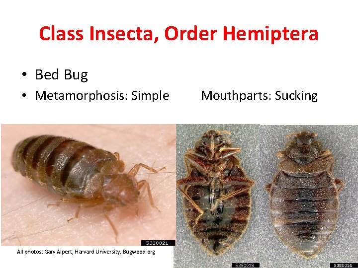 Class Insecta, Order Hemiptera • Bed Bug • Metamorphosis: Simple All photos: Gary Alpert,