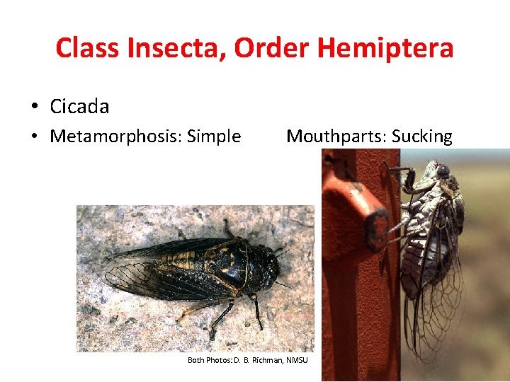 Class Insecta, Order Hemiptera • Cicada • Metamorphosis: Simple Mouthparts: Sucking Both Photos: D.