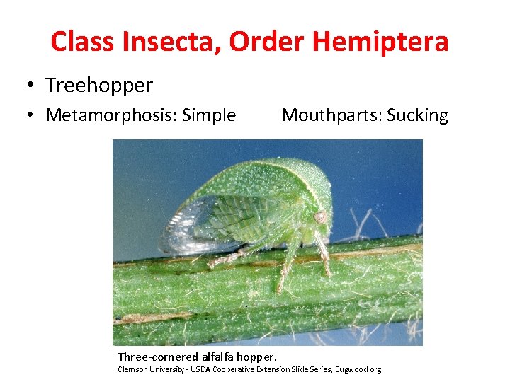 Class Insecta, Order Hemiptera • Treehopper • Metamorphosis: Simple Three-cornered alfalfa hopper. Mouthparts: Sucking