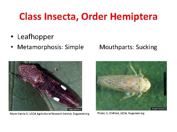 Class Insecta, Order Hemiptera • Leafhopper • Metamorphosis: Simple Reyes Garcia III, USDA Agricultural