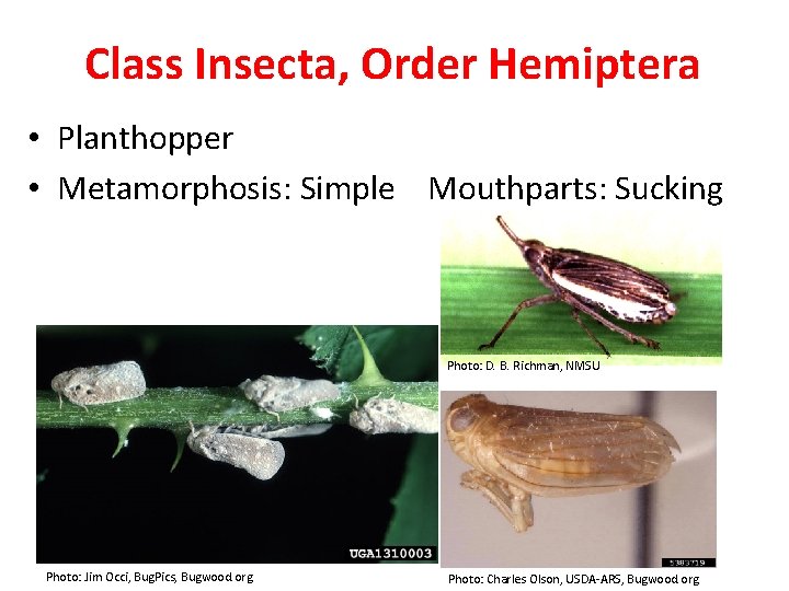 Class Insecta, Order Hemiptera • Planthopper • Metamorphosis: Simple Mouthparts: Sucking Photo: D. B.