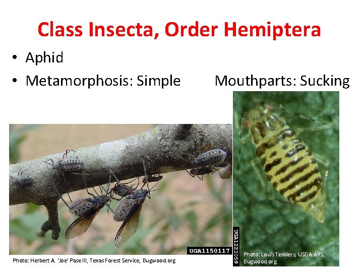 Class Insecta, Order Hemiptera • Aphid • Metamorphosis: Simple Photo: Herbert A. 'Joe' Pase