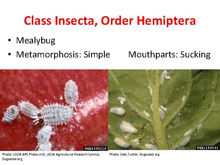 Class Insecta, Order Hemiptera • Mealybug • Metamorphosis: Simple Photo: USDA ARS Photo Unit,