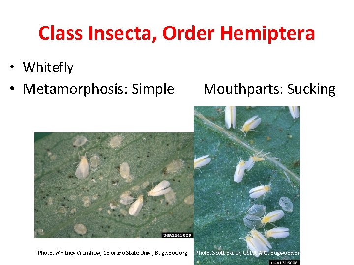 Class Insecta, Order Hemiptera • Whitefly • Metamorphosis: Simple Photo: Whitney Cranshaw, Colorado State
