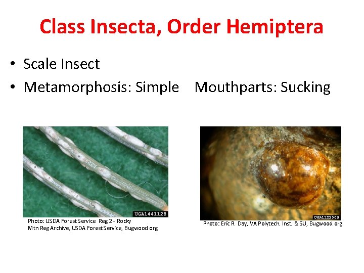 Class Insecta, Order Hemiptera • Scale Insect • Metamorphosis: Simple Mouthparts: Sucking Photo: USDA