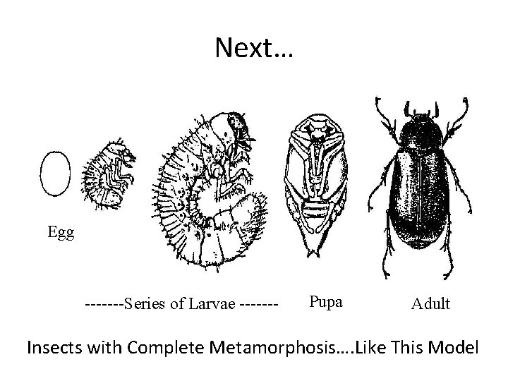 Next… Egg -------Series of Larvae ------- Pupa Adult Insects with Complete Metamorphosis…. Like This