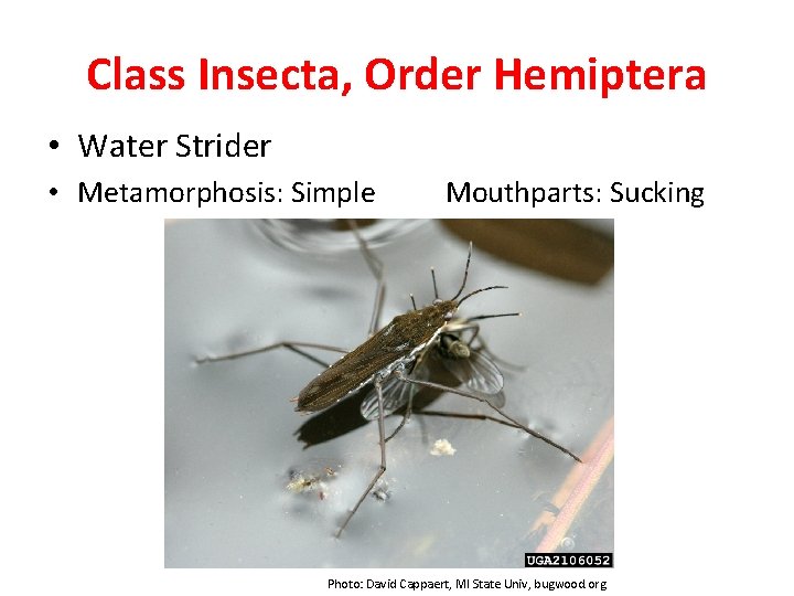 Class Insecta, Order Hemiptera • Water Strider • Metamorphosis: Simple Mouthparts: Sucking Photo: David