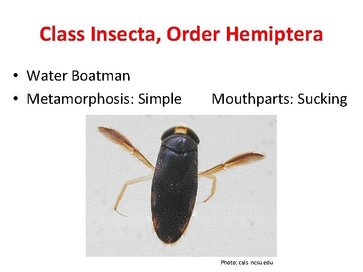 Class Insecta, Order Hemiptera • Water Boatman • Metamorphosis: Simple Mouthparts: Sucking Photo: cals.