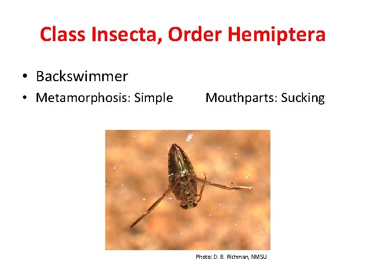 Class Insecta, Order Hemiptera • Backswimmer • Metamorphosis: Simple Mouthparts: Sucking Photo: D. B.