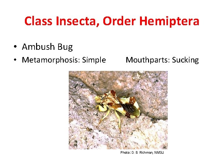Class Insecta, Order Hemiptera • Ambush Bug • Metamorphosis: Simple Mouthparts: Sucking Photo: D.