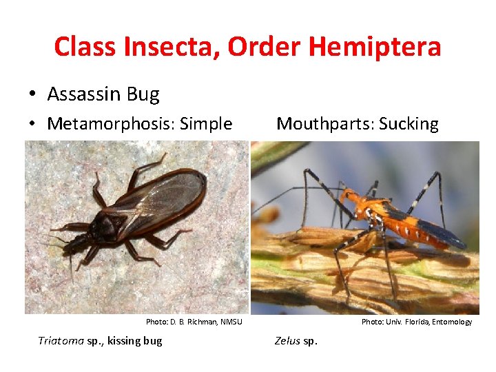 Class Insecta, Order Hemiptera • Assassin Bug • Metamorphosis: Simple Mouthparts: Sucking Photo: D.