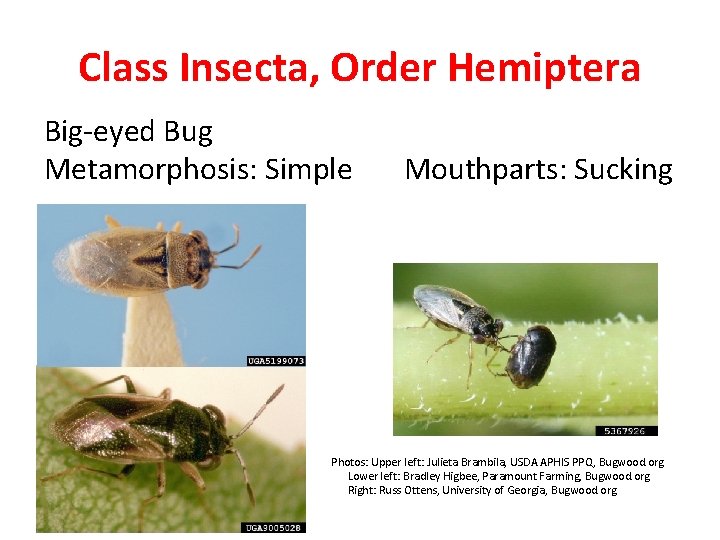 Class Insecta, Order Hemiptera Big-eyed Bug Metamorphosis: Simple Mouthparts: Sucking Photos: Upper left: Julieta