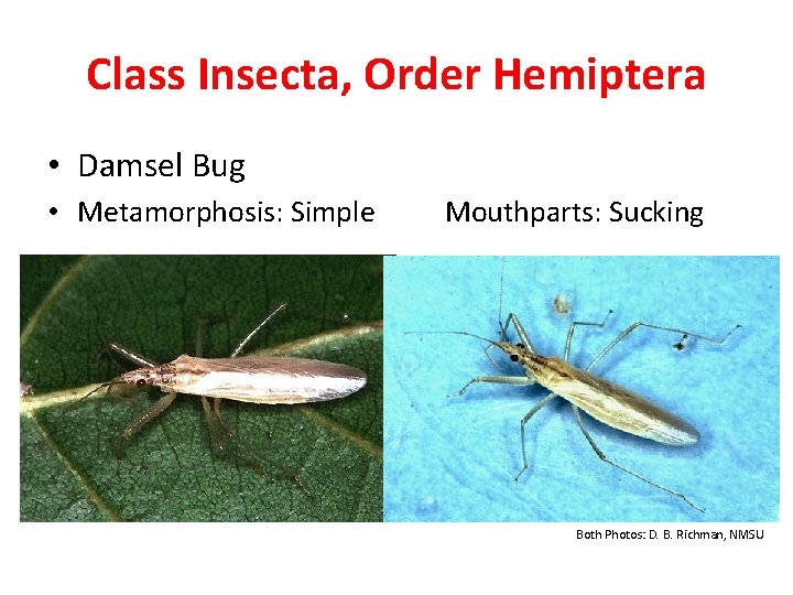 Class Insecta, Order Hemiptera • Damsel Bug • Metamorphosis: Simple Mouthparts: Sucking Both Photos: