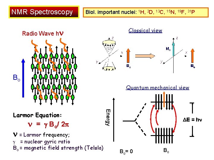NMR Spectroscopy Biol. important nuclei: 1 H, 2 D, 13 C, 15 N, 19