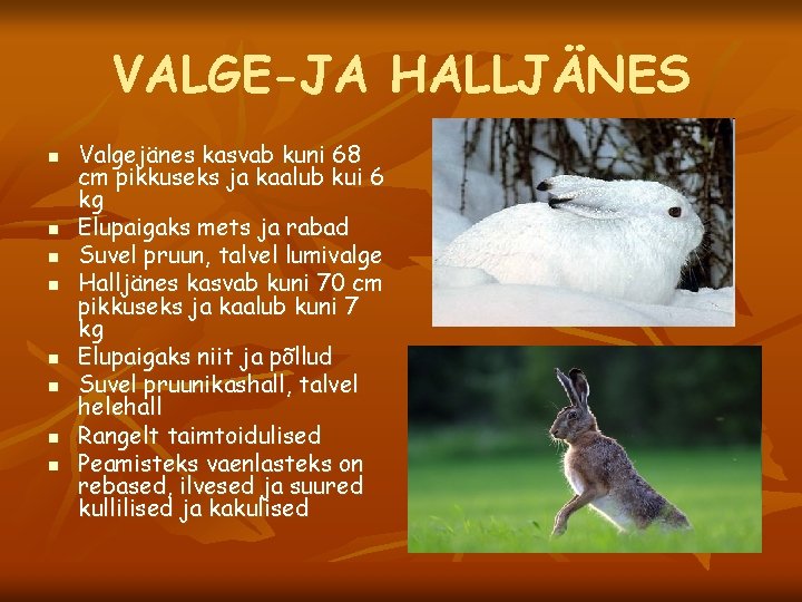 VALGE-JA HALLJÄNES n n n n Valgejänes kasvab kuni 68 cm pikkuseks ja kaalub