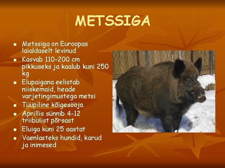 METSSIGA n n n n Metssiga on Euroopas laialdaselt levinud Kasvab 110 -200 cm