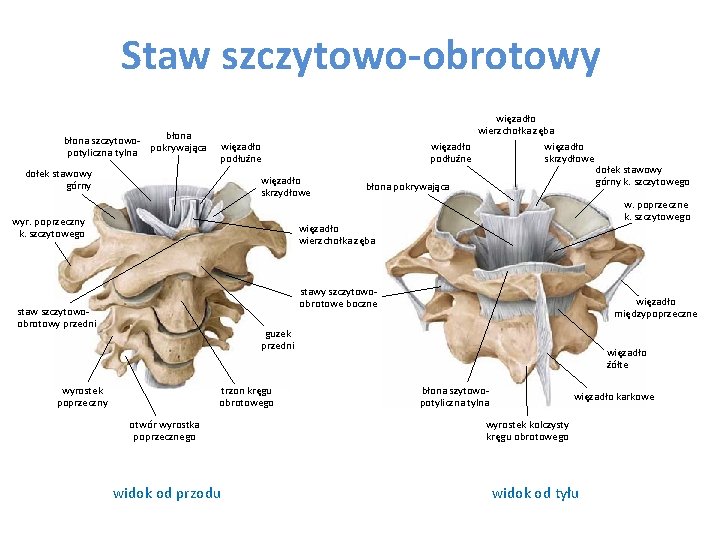 Staw szczytowo-obrotowy błona szczytowopokrywająca potyliczna tylna więzadło wierzchołka zęba więzadło podłużne skrzydłowe więzadło podłużne