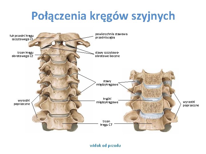 Połączenia kręgów szyjnych łuk przedni kręgu szczytowego C 1 trzon kręgu obrotowego C 2