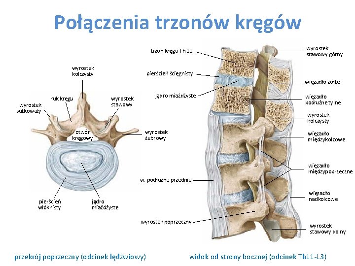 Połączenia trzonów kręgów trzon kręgu Th 11 wyrostek kolczysty wyrostek stawowy górny pierścień ścięgnisty