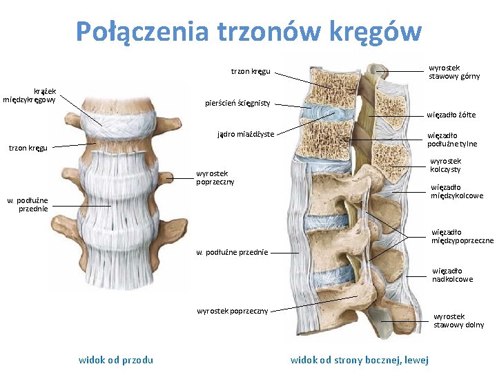 Połączenia trzonów kręgów trzon kręgu krążek międzykręgowy wyrostek stawowy górny pierścień ścięgnisty więzadło żółte