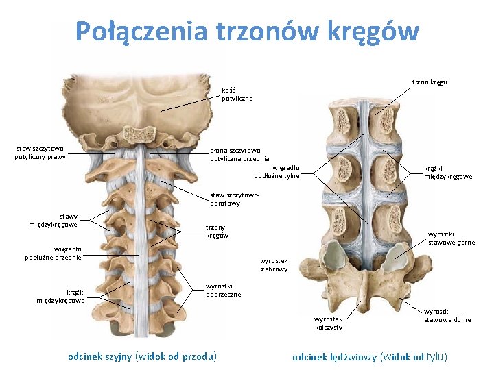 Połączenia trzonów kręgów trzon kręgu kość potyliczna staw szczytowopotyliczny prawy błona szczytowopotyliczna przednia więzadło