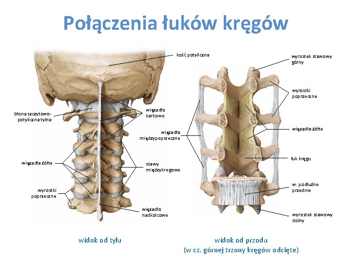 Połączenia łuków kręgów kość potyliczna wyrostek stawowy górny wyrostki poprzeczne więzadło karkowe błona szczytowopotyliczna