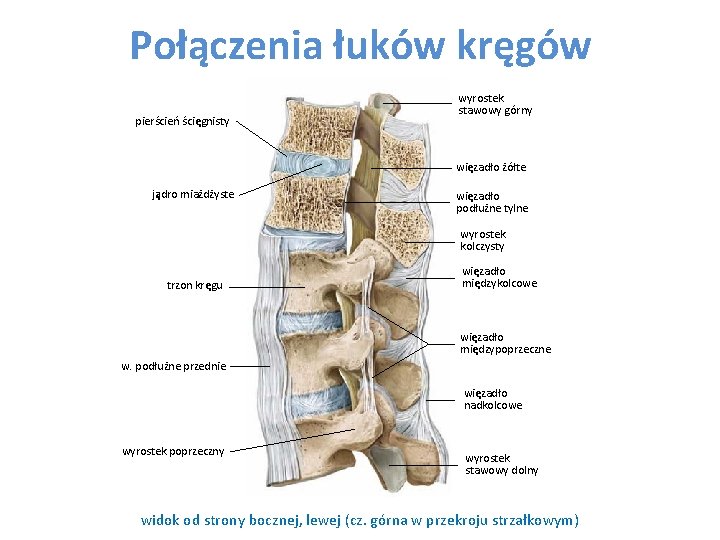 Połączenia łuków kręgów pierścień ścięgnisty wyrostek stawowy górny więzadło żółte jądro miażdżyste więzadło podłużne