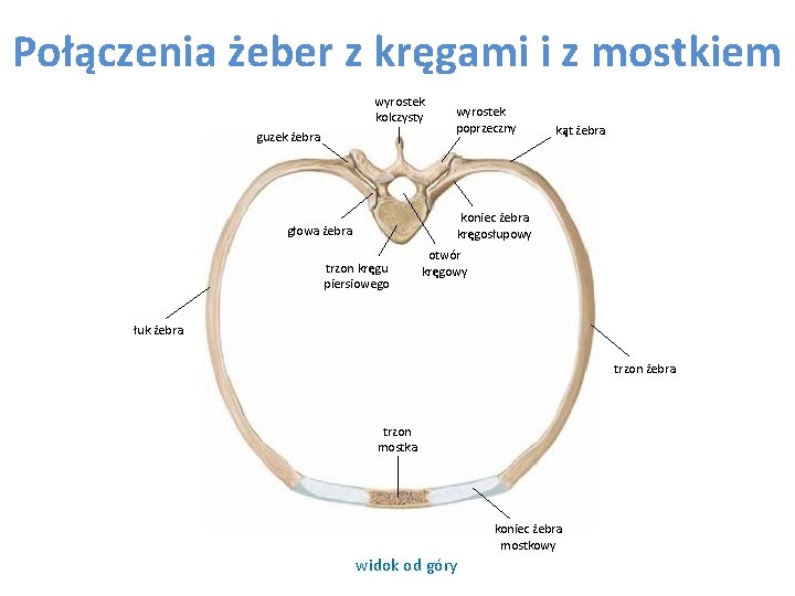 Połączenia żeber z kręgami i z mostkiem wyrostek kolczysty guzek żebra wyrostek poprzeczny kąt