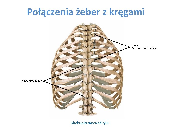 Połączenia żeber z kręgami stawy żebrowo-poprzeczne stawy głów żeber klatka piersiowa od tyłu 