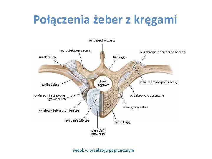 Połączenia żeber z kręgami wyrostek kolczysty wyrostek poprzeczny w. żebrowo-poprzeczne boczne guzek żebra łuk