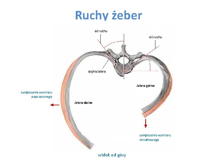 Ruchy żeber oś ruchu szyjka żebro górne zwiększenie wymiaru poprzecznego żebro dolne zwiększenie wymiaru