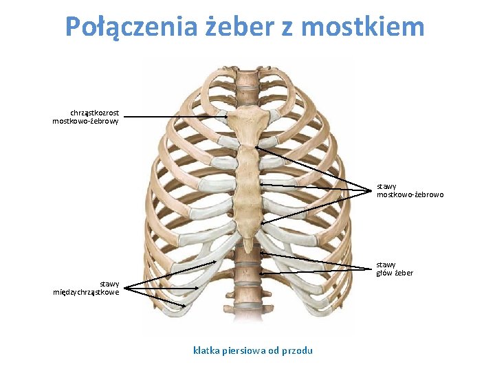 Połączenia żeber z mostkiem chrząstkozrost mostkowo-żebrowy stawy mostkowo-żebrowo stawy głów żeber stawy międzychrząstkowe klatka