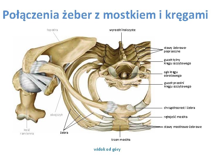 Połączenia żeber z mostkiem i kręgami łopatka wyrostki kolczyste stawy żebrowopoprzeczne guzek tylny kręgu