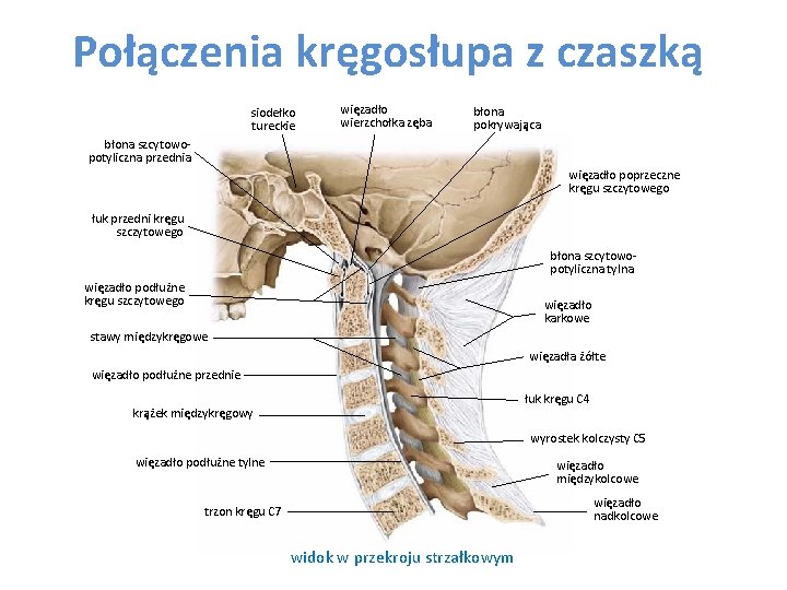 Połączenia kręgosłupa z czaszką siodełko tureckie więzadło wierzchołka zęba błona pokrywająca błona szcytowopotyliczna przednia