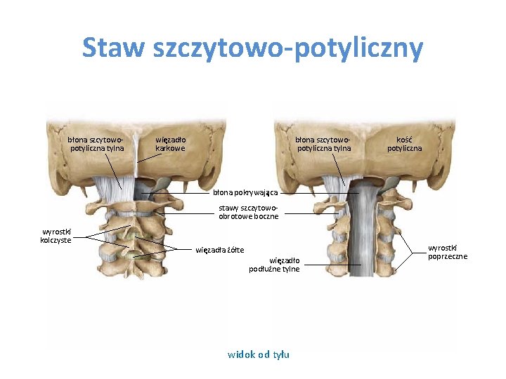 Staw szczytowo-potyliczny błona szcytowopotyliczna tylna więzadło karkowe błona szcytowopotyliczna tylna kość potyliczna błona pokrywająca