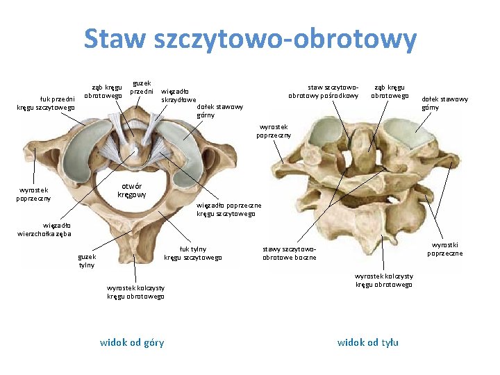 Staw szczytowo-obrotowy łuk przedni kręgu szczytowego ząb kręgu obrotowego guzek przedni więzadło skrzydłowe staw