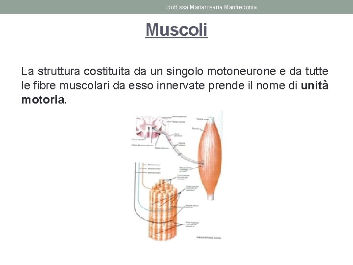 dott. ssa Mariarosaria Manfredonia Muscoli La struttura costituita da un singolo motoneurone e da