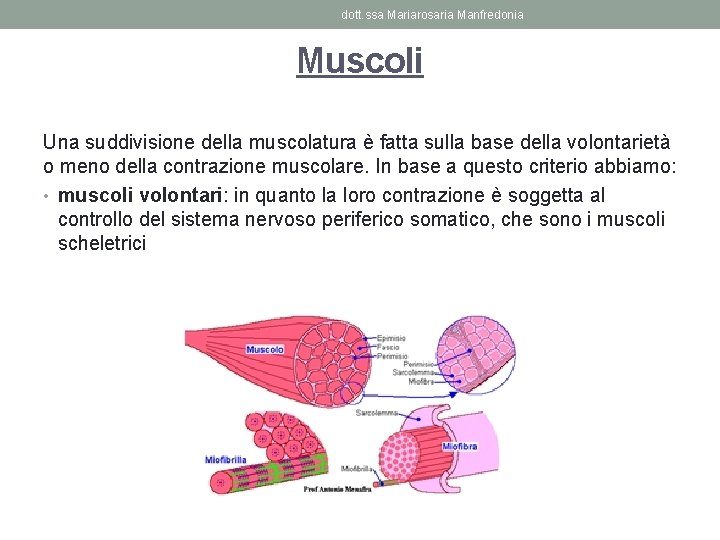 dott. ssa Mariarosaria Manfredonia Muscoli Una suddivisione della muscolatura è fatta sulla base della
