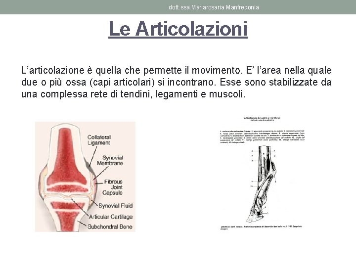 dott. ssa Mariarosaria Manfredonia Le Articolazioni L’articolazione è quella che permette il movimento. E’