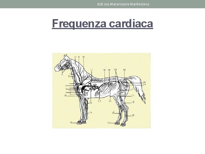 dott. ssa Mariarosaria Manfredonia Frequenza cardiaca 