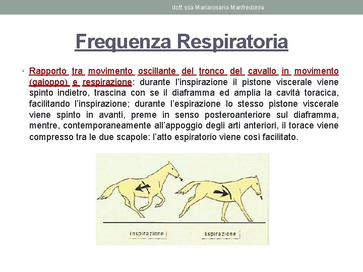 dott. ssa Mariarosaria Manfredonia Frequenza Respiratoria • Rapporto tra movimento oscillante del tronco del