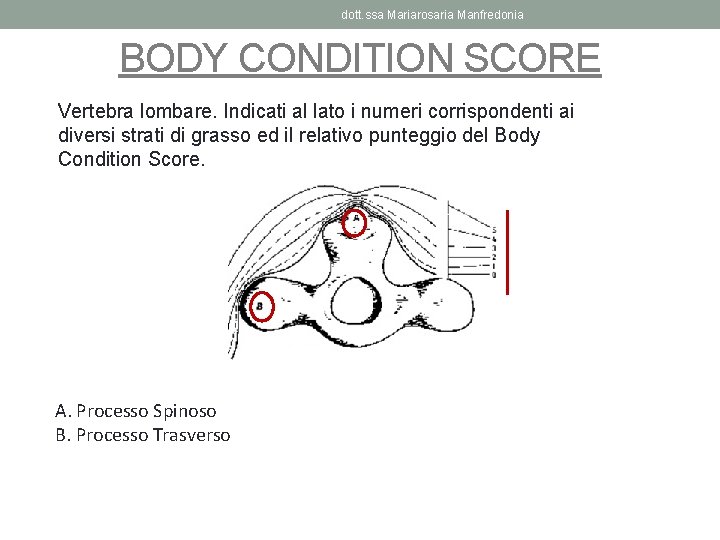 dott. ssa Mariarosaria Manfredonia BODY CONDITION SCORE Vertebra lombare. Indicati al lato i numeri