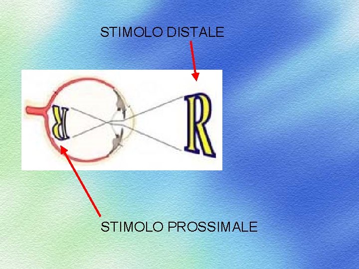 STIMOLO DISTALE STIMOLO PROSSIMALE 