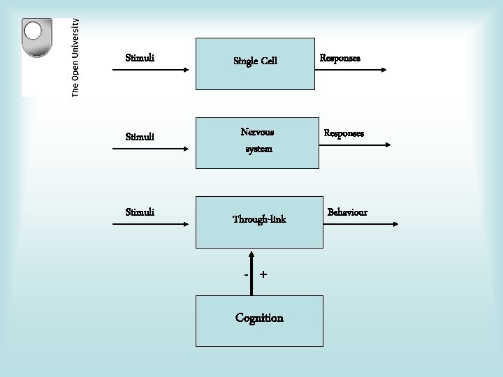 Stimuli Single Cell Responses Stimuli Nervous system Responses Stimuli Through-link - + Cognition Behaviour