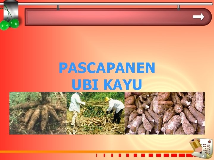 PASCAPANEN UBI KAYU 14 