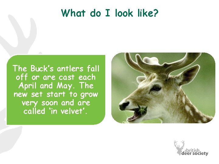 What do I look like? The Buck’s antlers fall off or are cast each